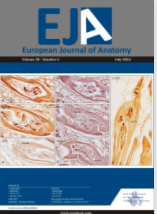 European Journal Of Anatomy